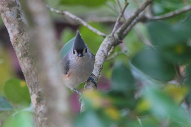 Tufted Titmouse