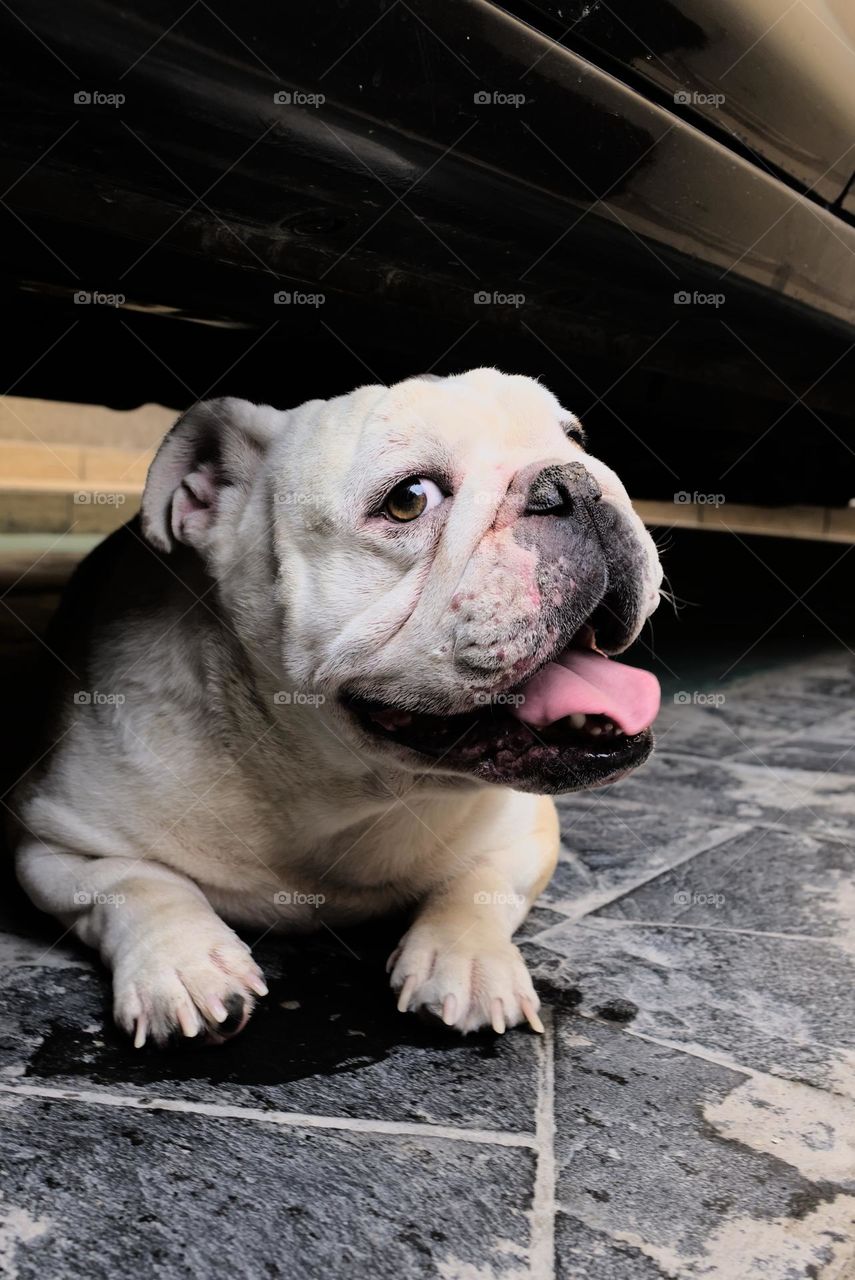 White and yellow bulldog portrait