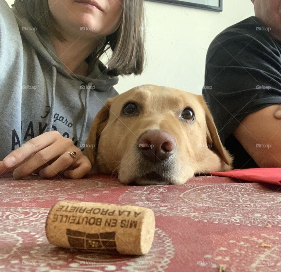  Woman, Man and a Dog at the table