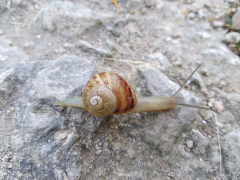 Snail