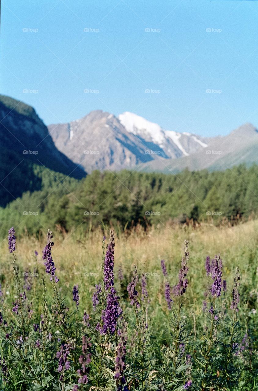 Majestic mountain with lavender flowers in front 
