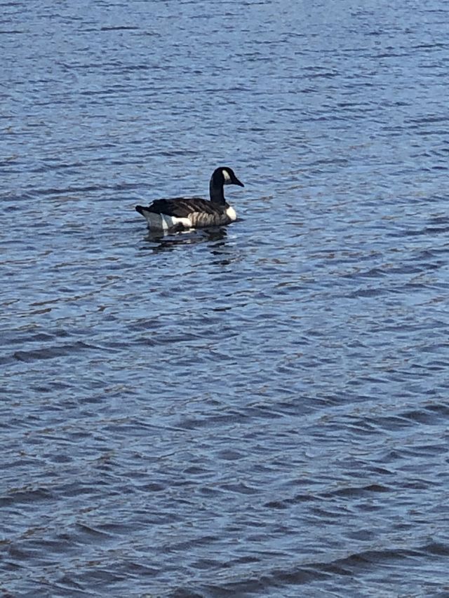 Duck 