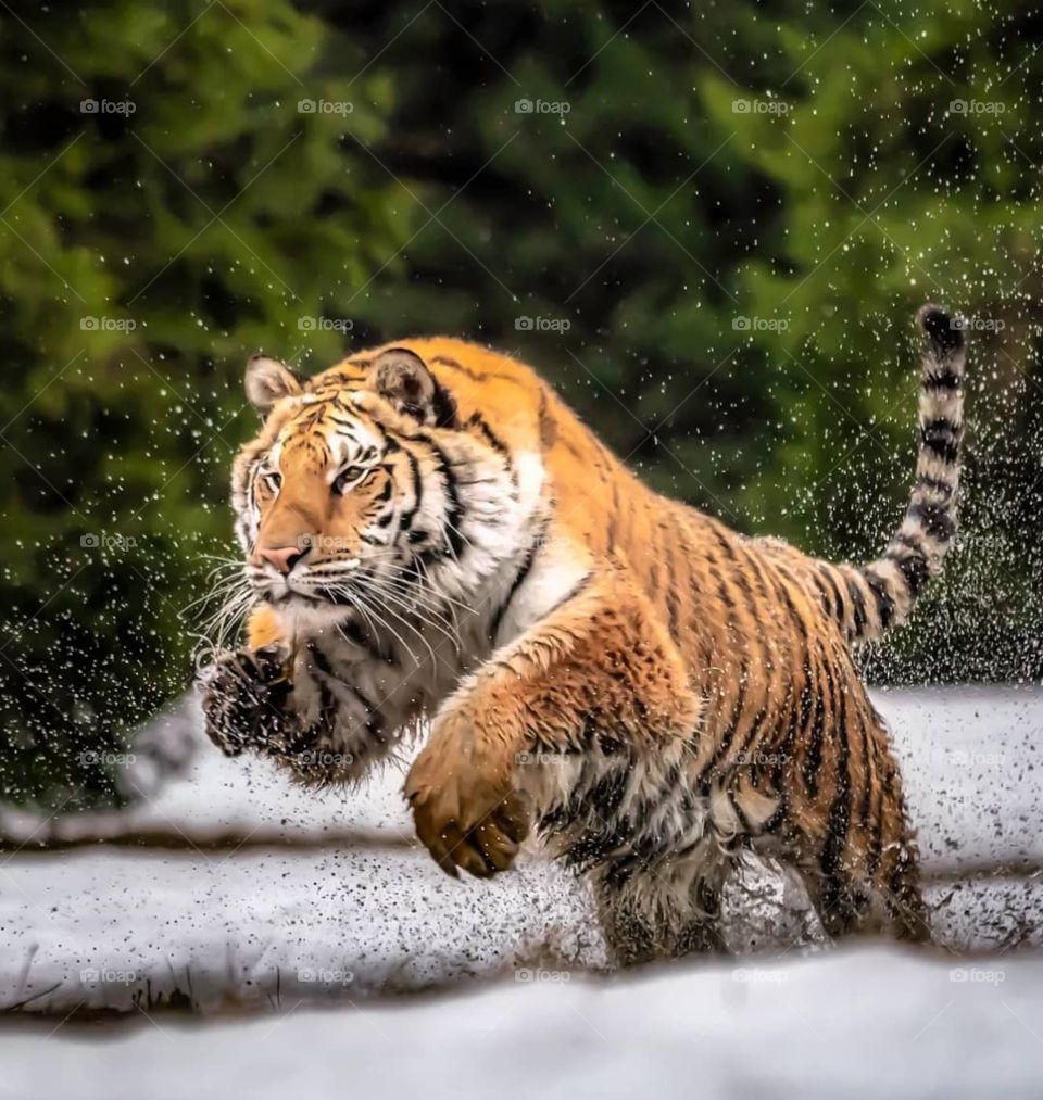 Great tiger