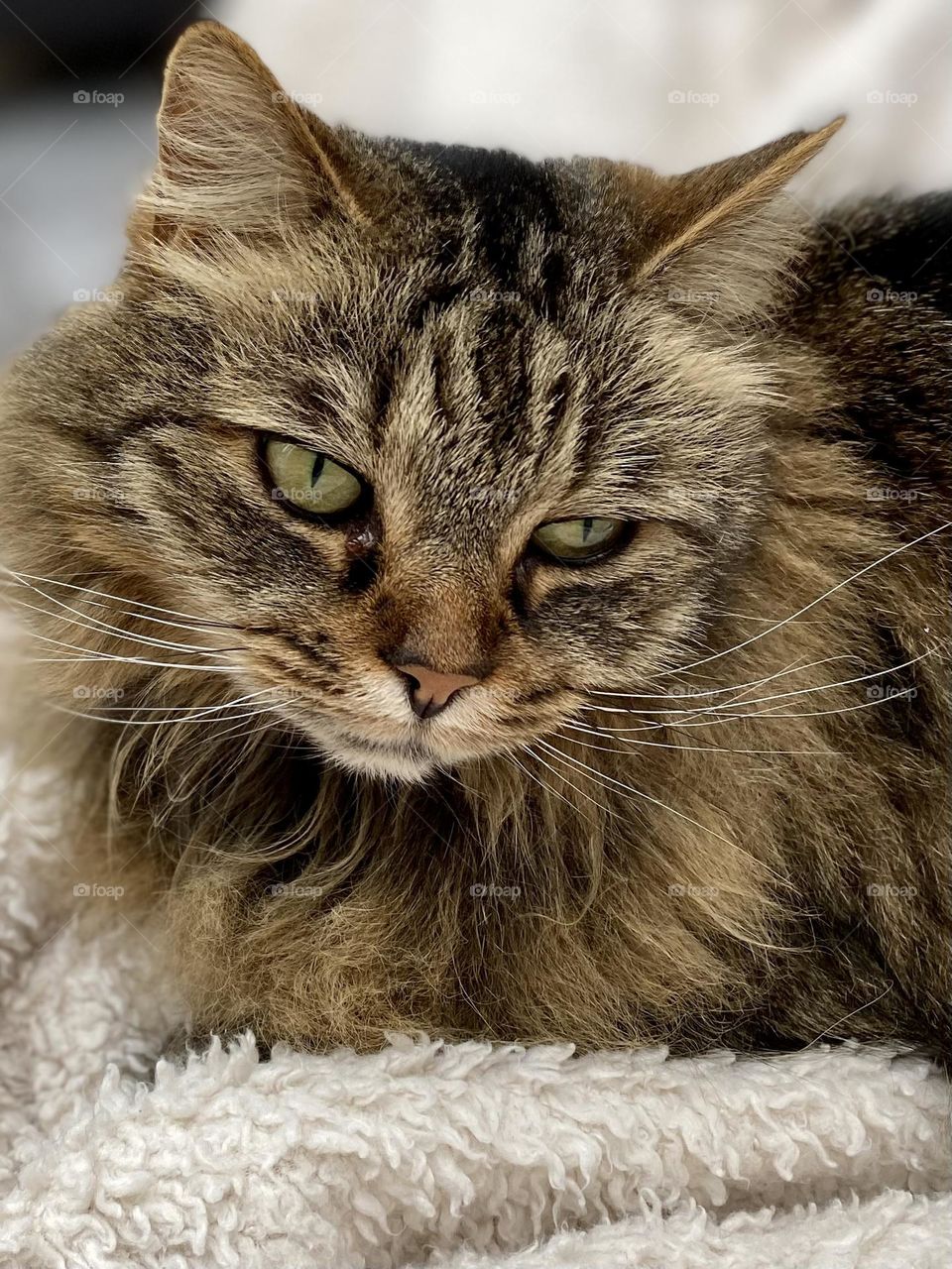 Beautiful brown tabby cat with big green eyes looking all sad and pensive 