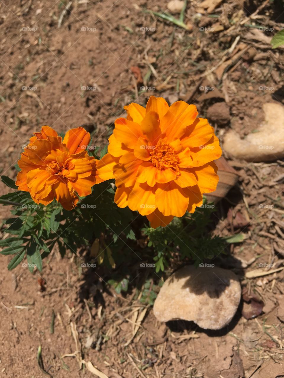 🌼#Flores do nosso #jardim, para alegrar e embelezar nosso dia!
#Jardinagem é nosso #hobby.
🌹
#flowers
#garden
#nature
#flor