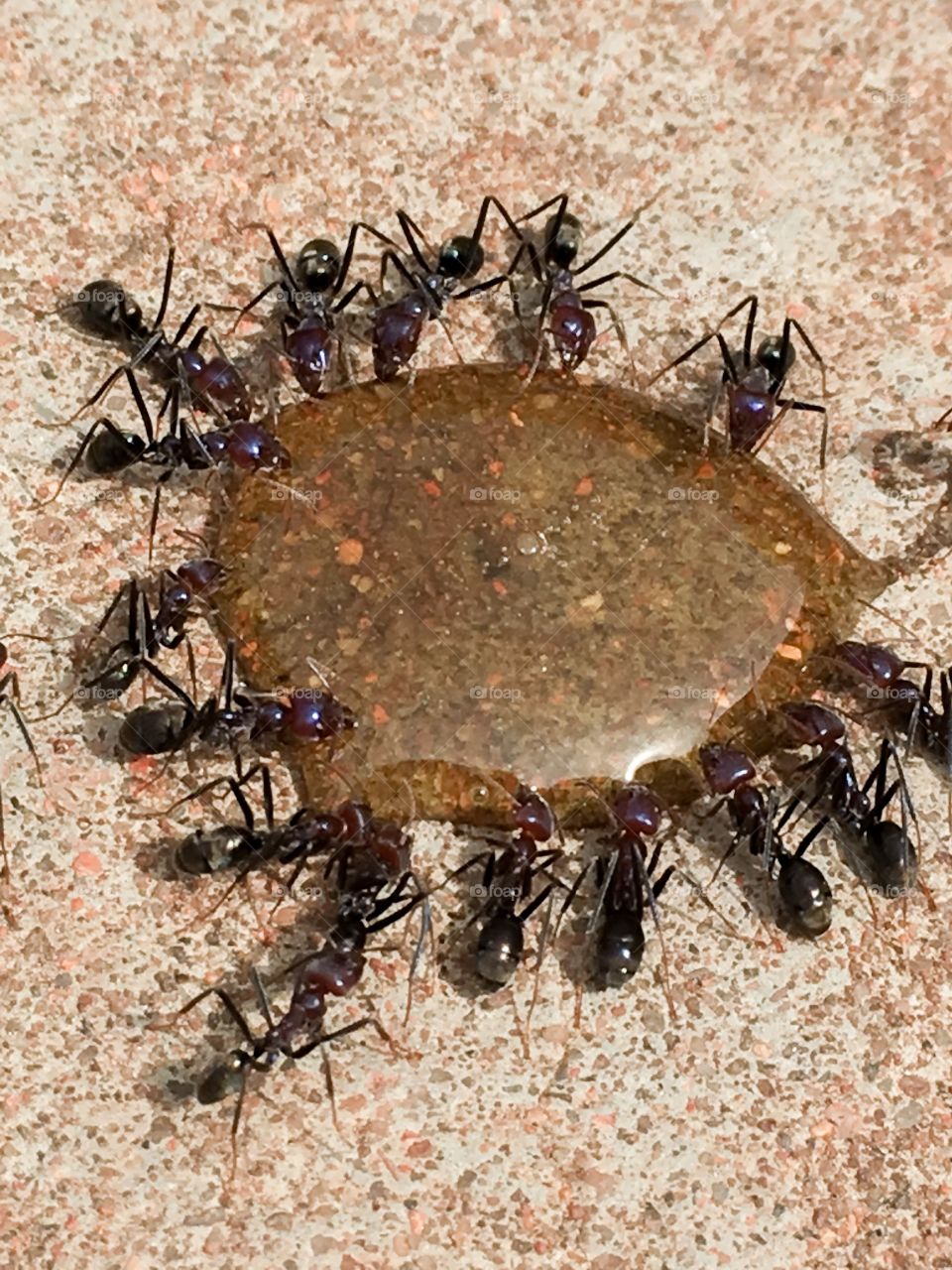 Giant Viti g worker ants feeding together from food source 
