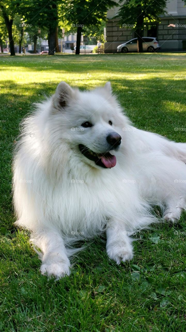 Very cute big white dog lies in the green grass. 
Unusual shooting angle. Shooting from below. Down up. From the ground up...