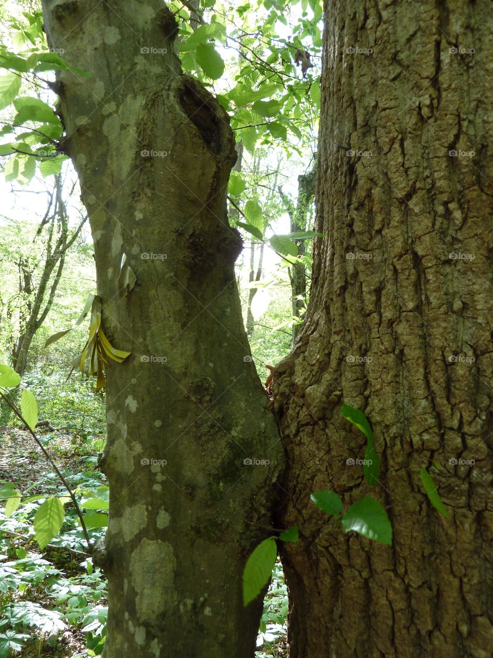Kissing trees.  Two trees. 
