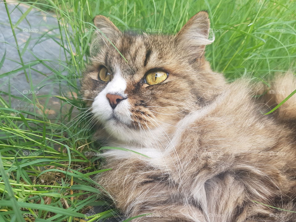 Golden Eye Cat