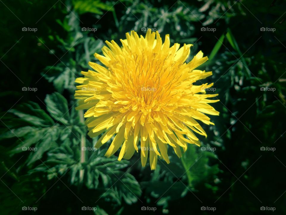 A blooming yellow flower