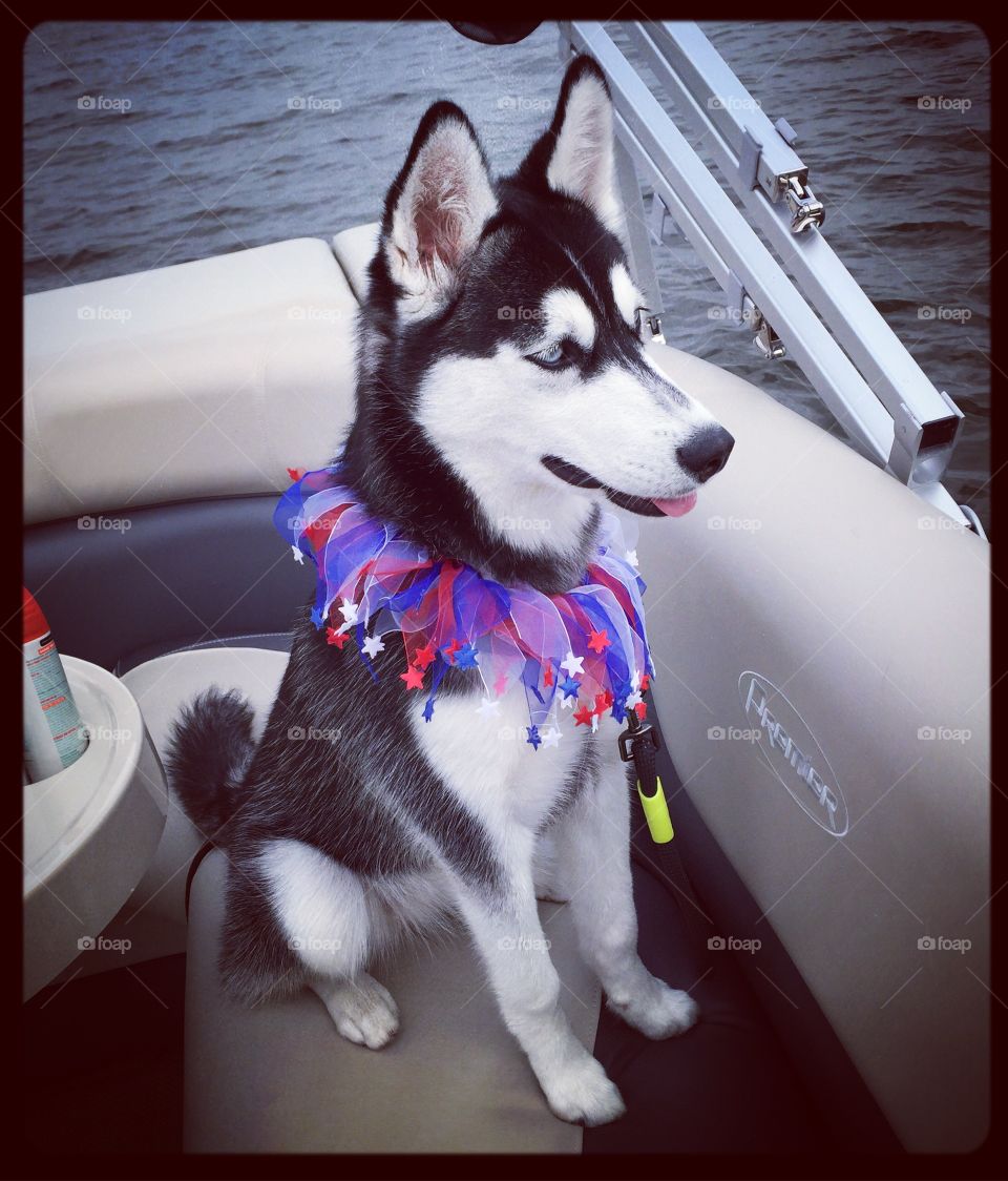 Dog, Canine, Portrait, Winter, Pet