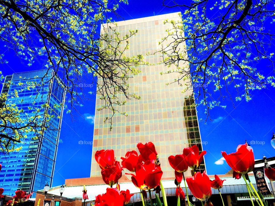 Spring flowers in the city