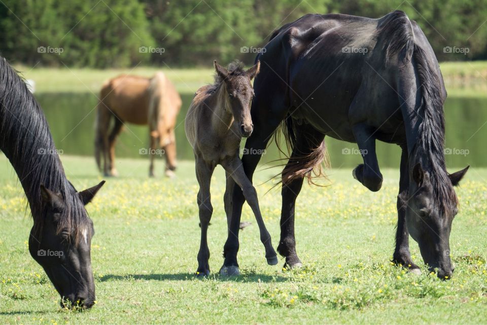 Horsing Around: Playtime for Baby