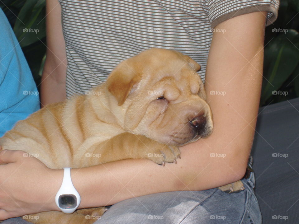 Sharpei puppy