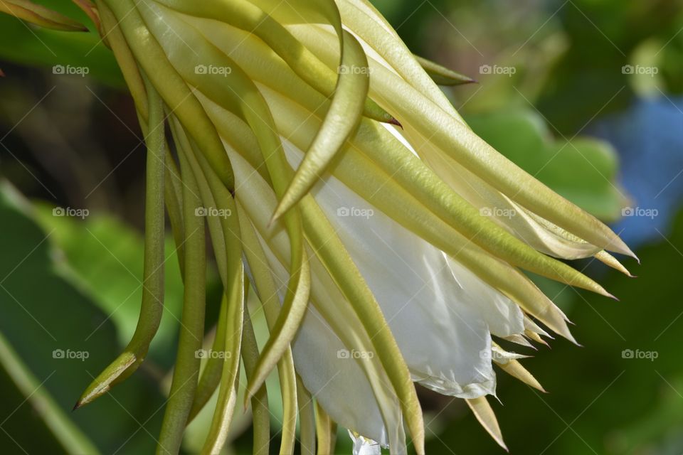 Pitaya flower/Flor de Pitaya