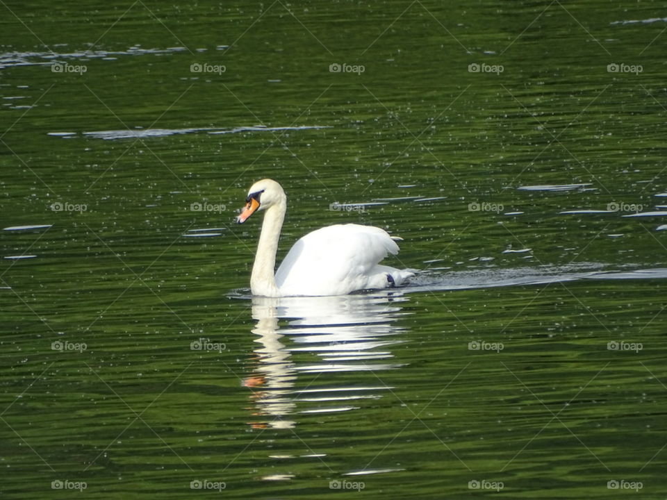 Swan Lake