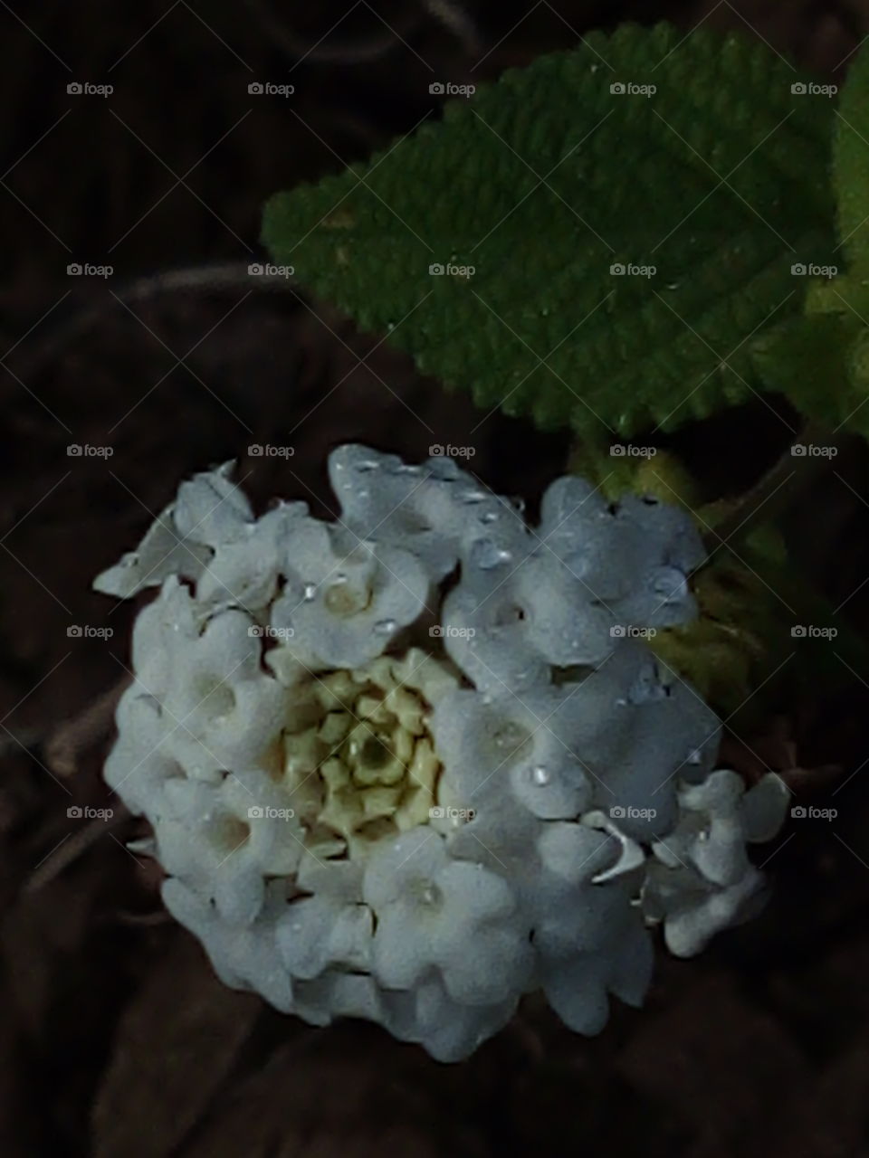 White flower