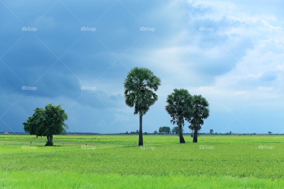 Palm tree in country side . The raining will coming soon so the cloud seem to alert us to be careful of raining.