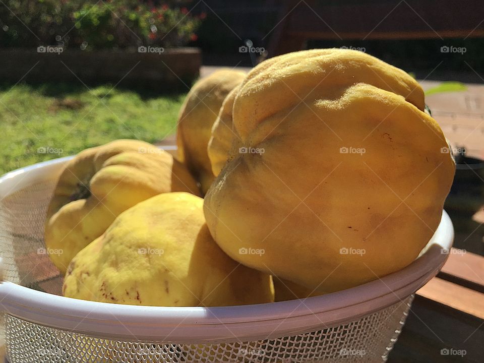 Fresh-picked organic quince fruit