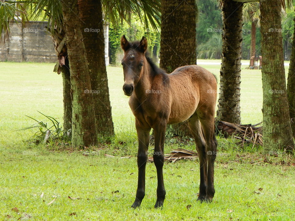 Wild horse on Cumberland island