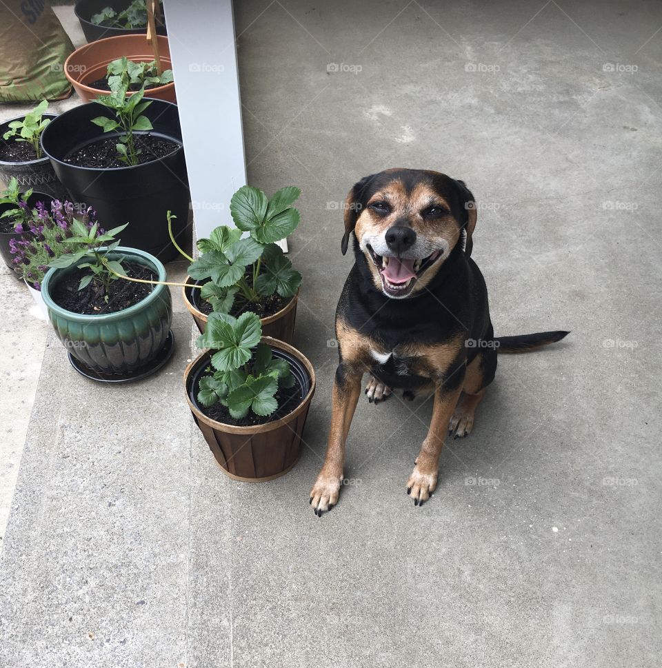 The proud face after eating all the strawberries off the pot 