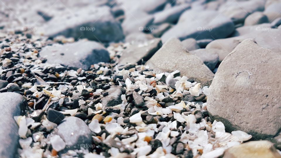 Crushed seashells at beach