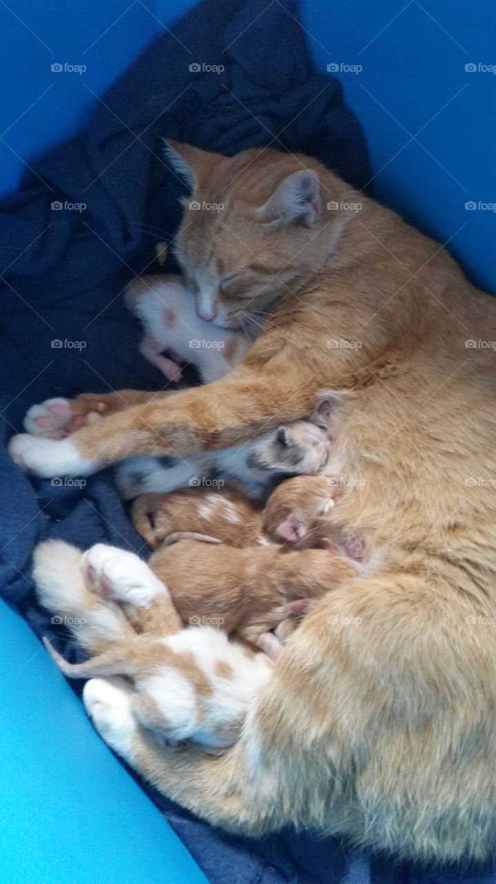 Mamma cat and her kittens
