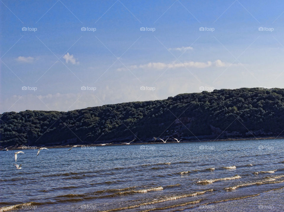 seagull in flight summer sea uk by chris7ben