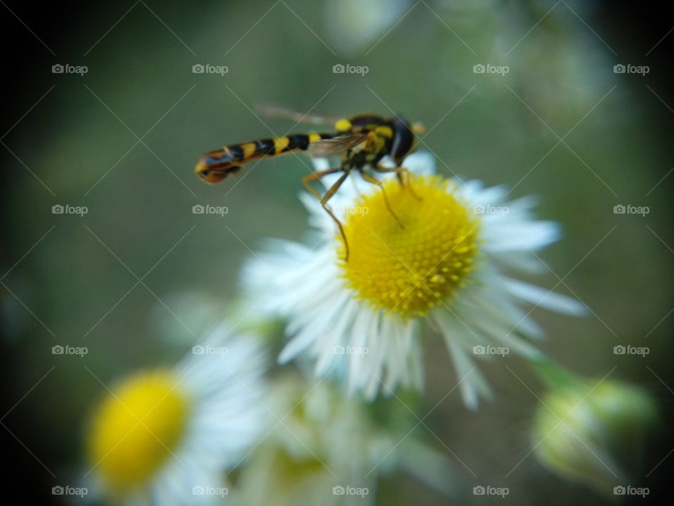 Insetto su fiore