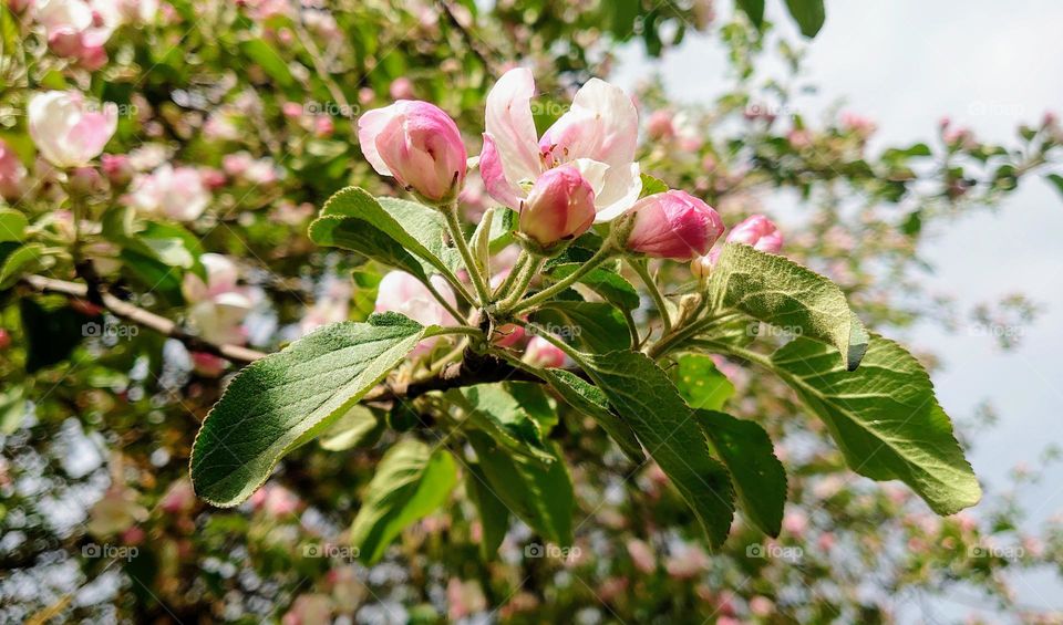 Springtime🌸Blossoming apple tree in the garden🌸