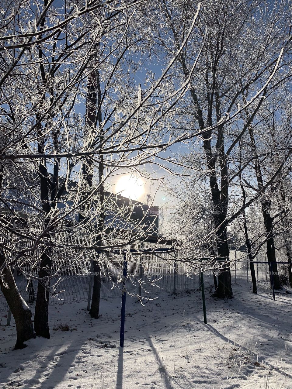 winter sun shines through hoarfrost covered tree branches