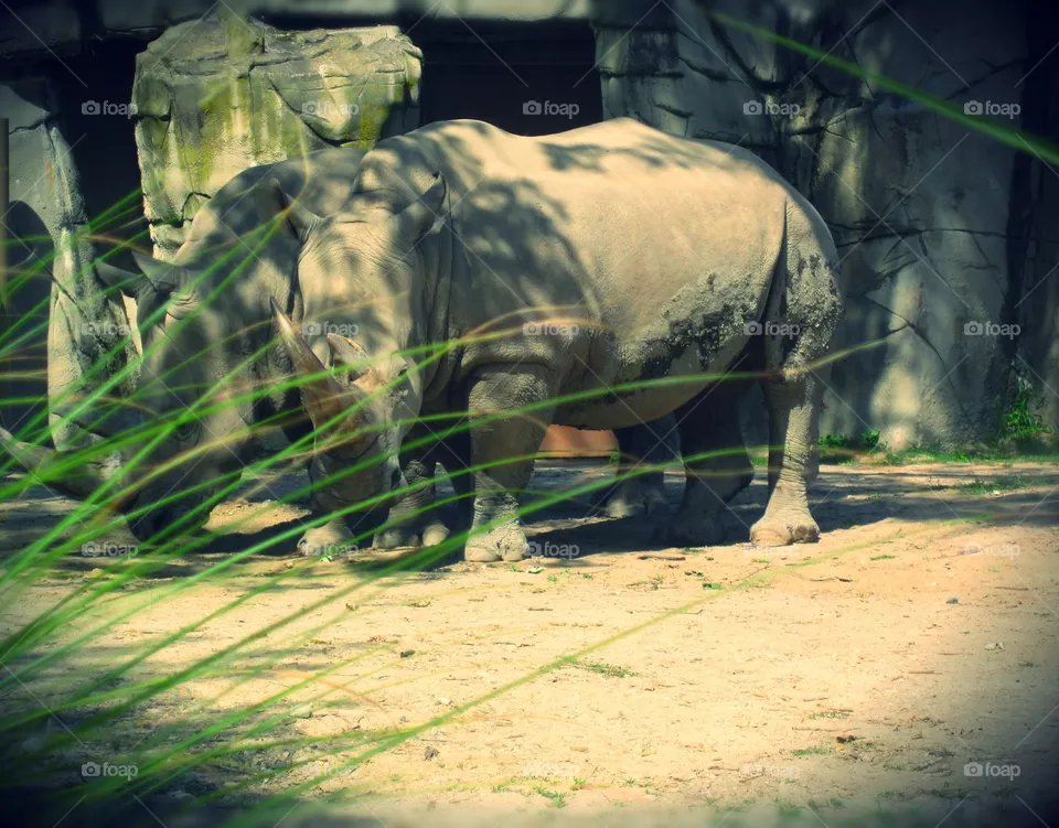 Rhinos