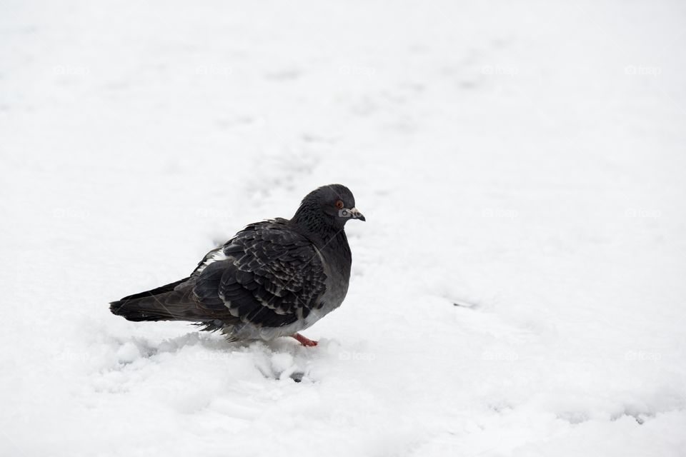 pigeon on snow