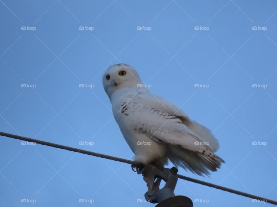 A Snowy Owl perches on a hydro pole in the early evening.