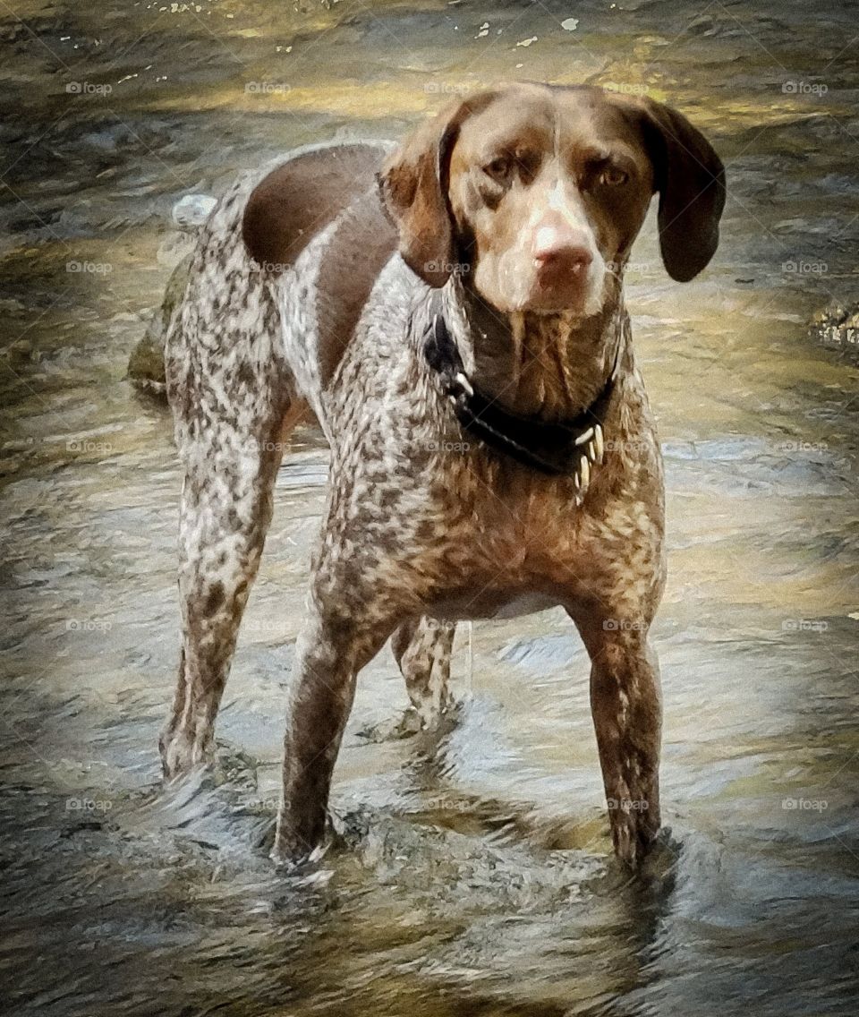 Remi GSP