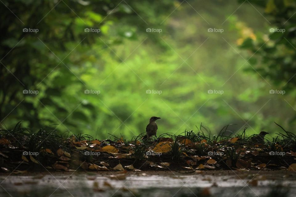 雨天