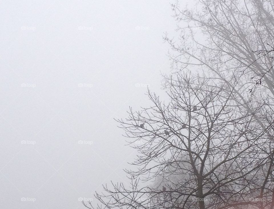 Birds perching on dead tree in fog