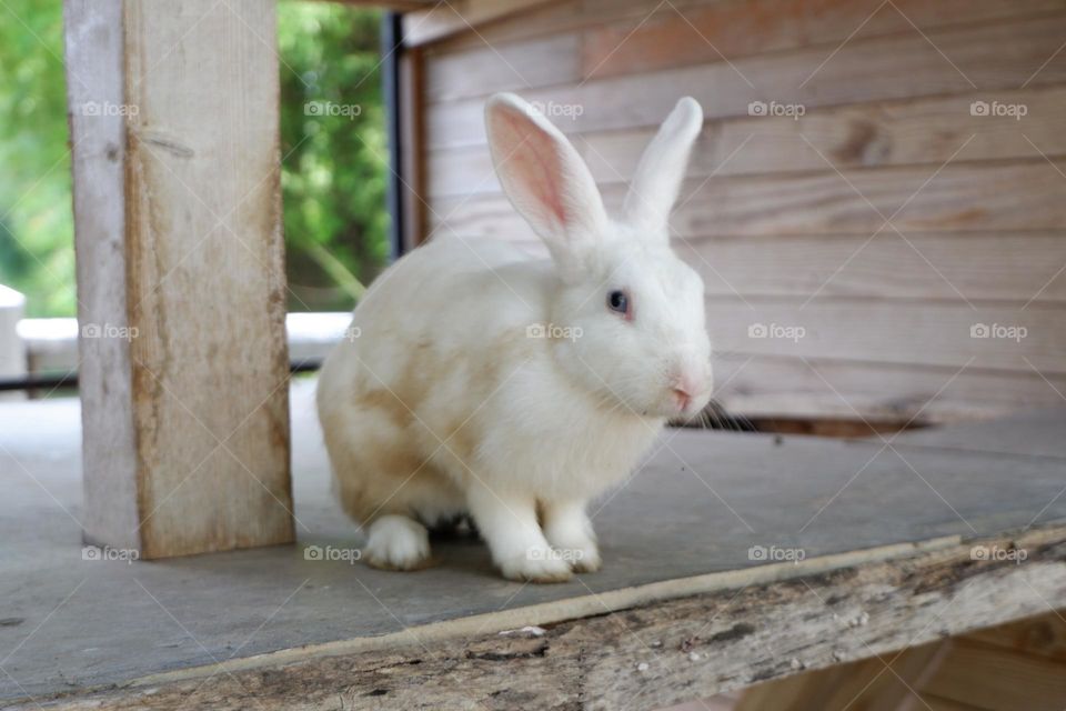 The activities of the rabbit and his friends include eating, walking.
