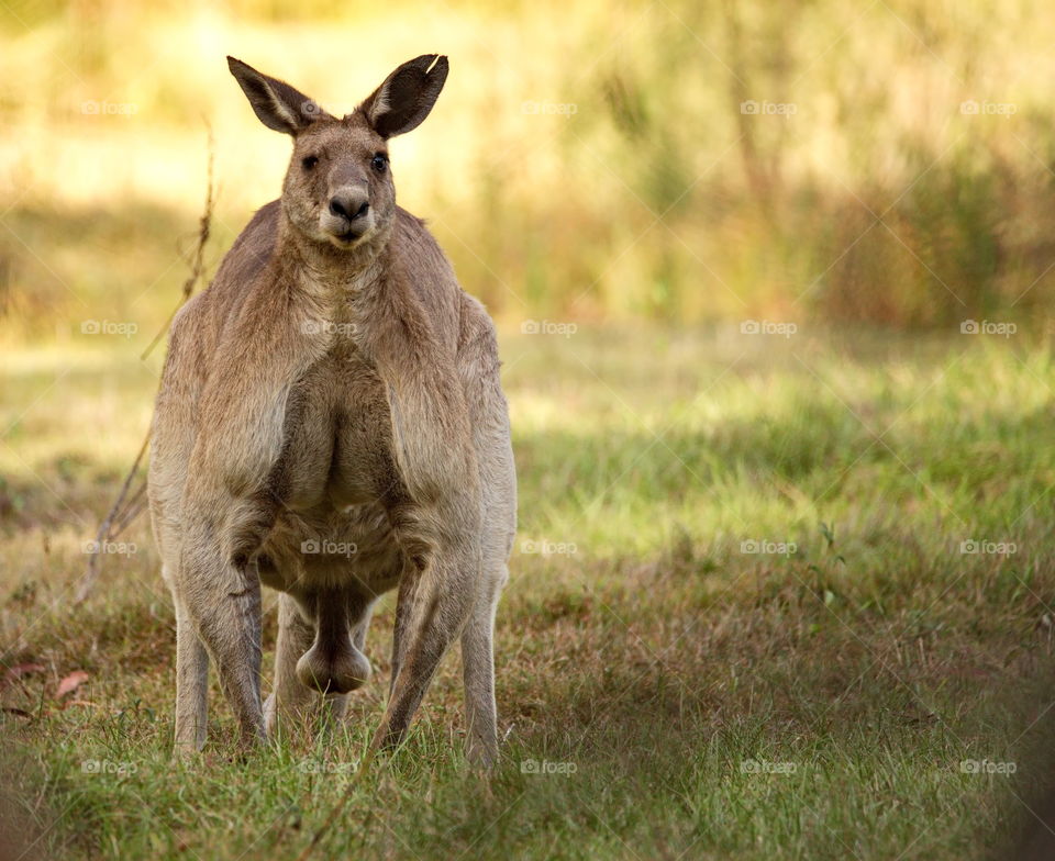 Australian kangaroo in the wild