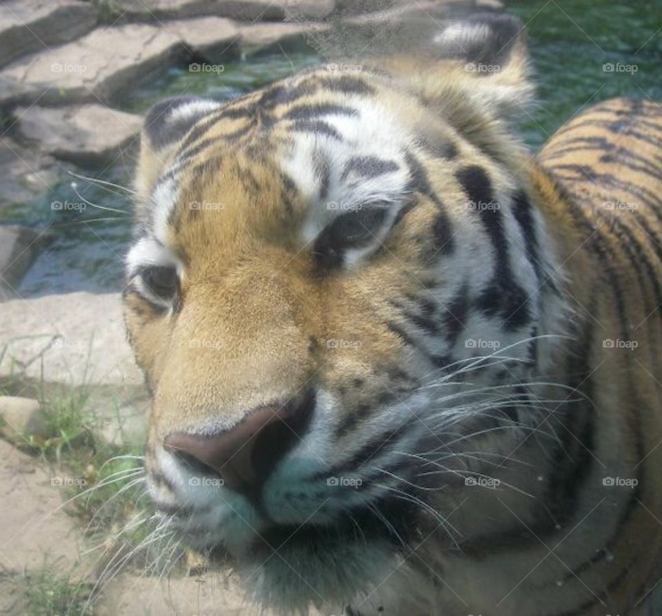 Tiger 🐯🐯
