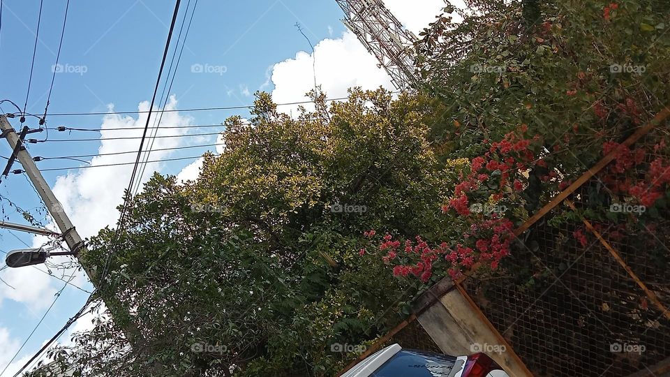 Trees and flowers