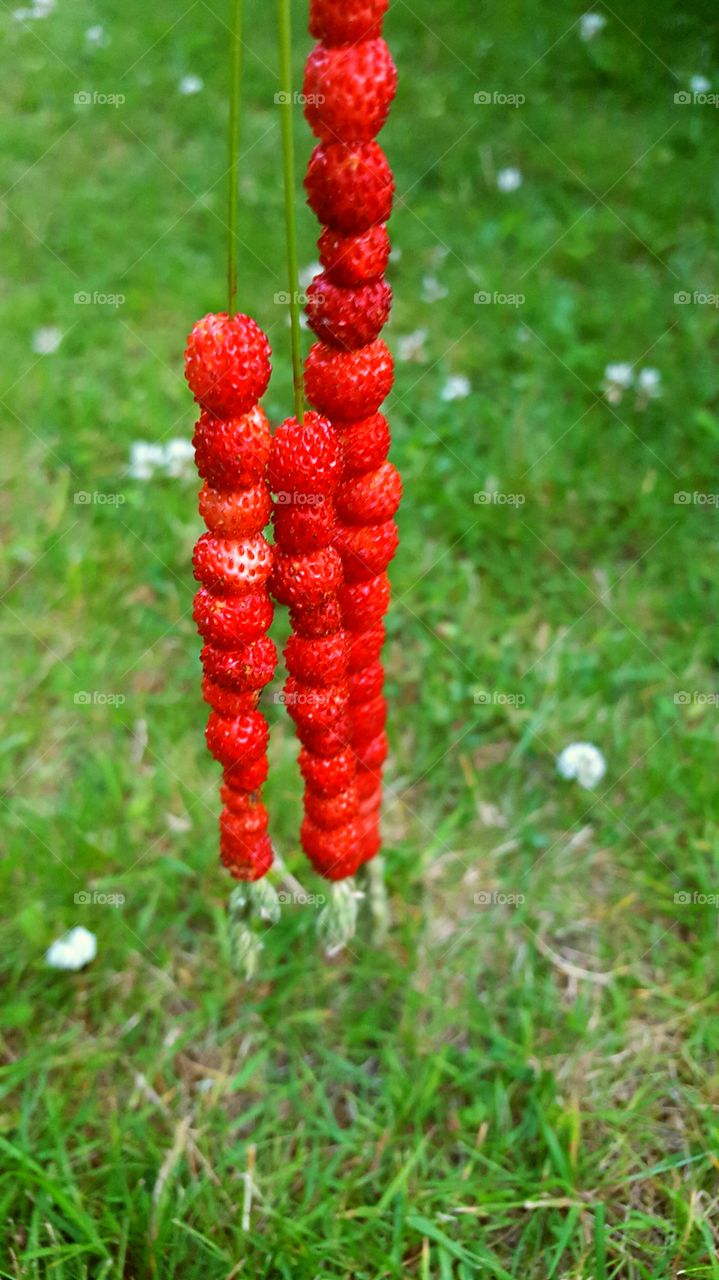 Wild Strawberries. They call it STRAWberries for a reason ;)