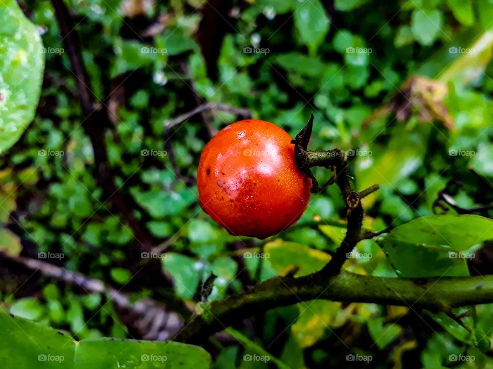 single cherry tomato