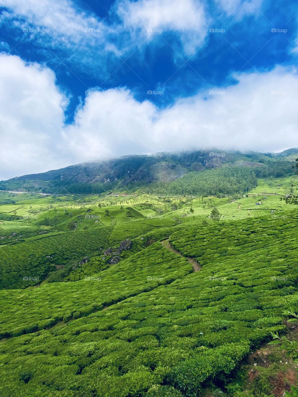 Hills packed with tea plants