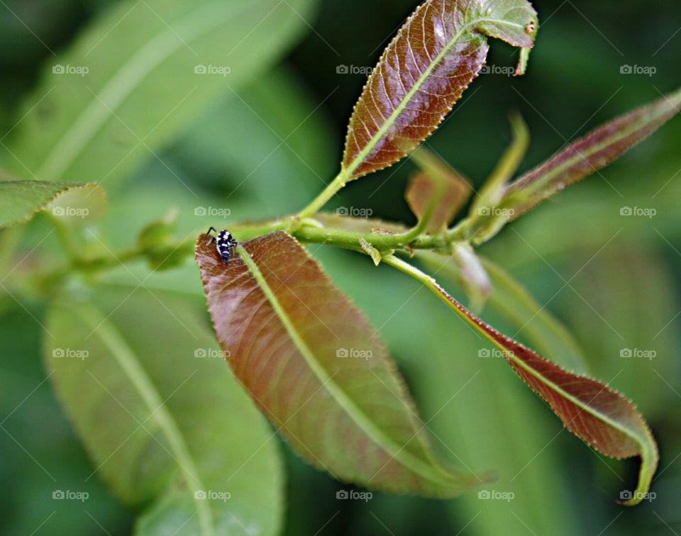 Beetle on plants