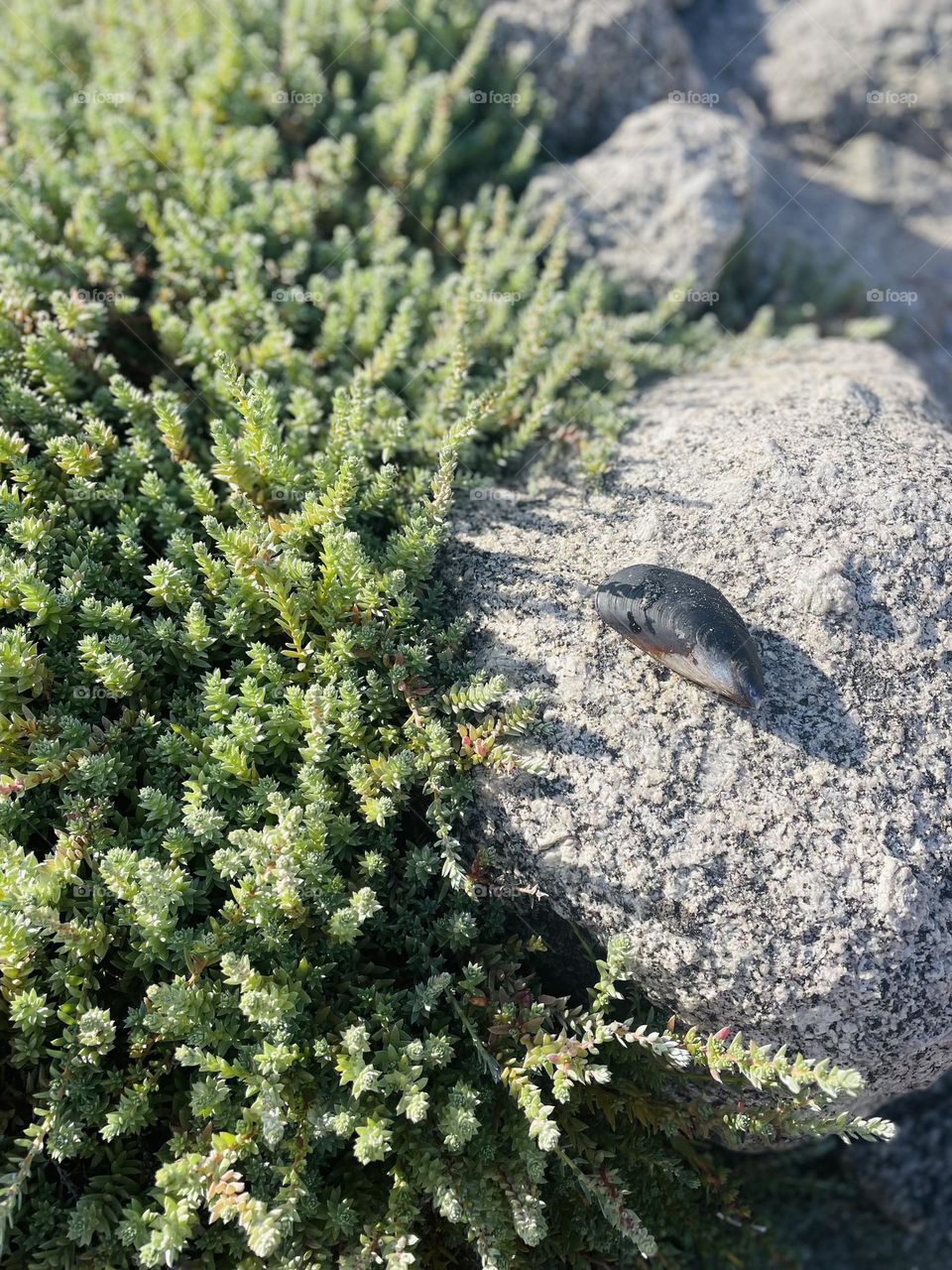 Beauty of nature. Sea life. 