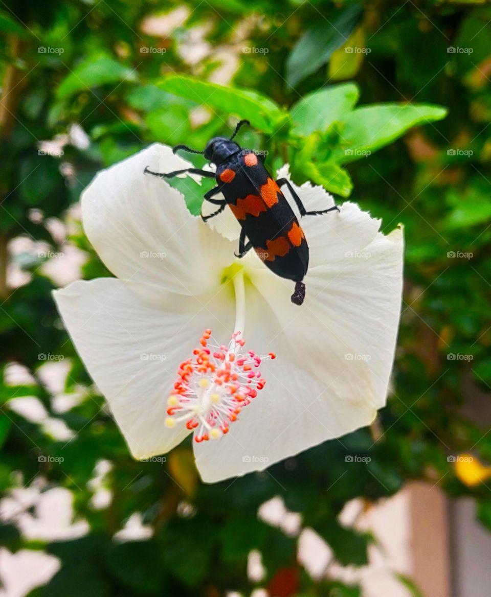 hycleus bug eating up hibiscus flower