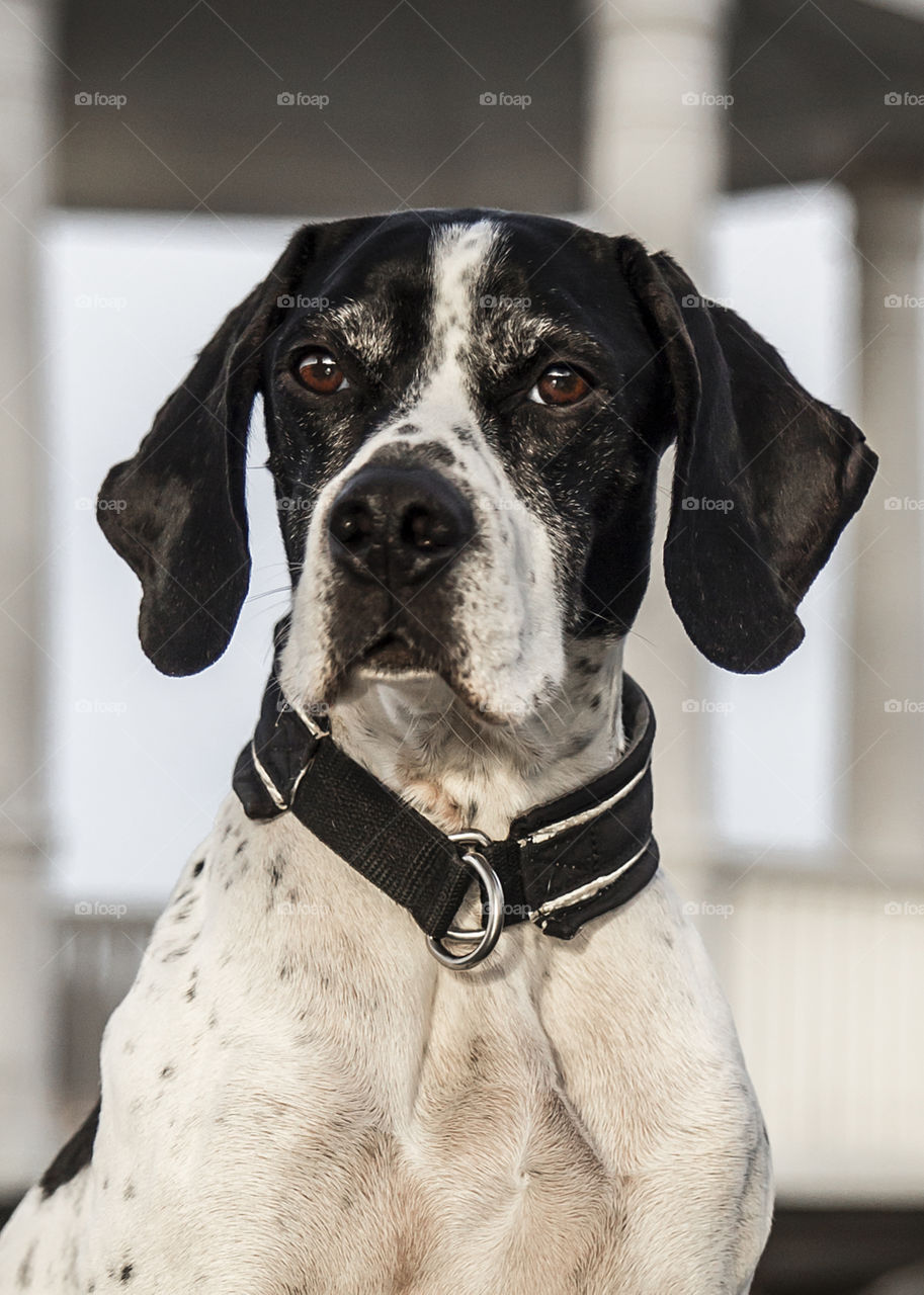 Portrait of a wise female pointer dog looking serious and beautiful with long ears 