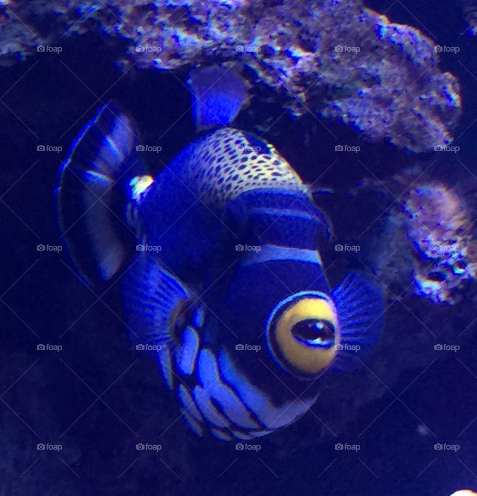 Blue fish with yellow lips