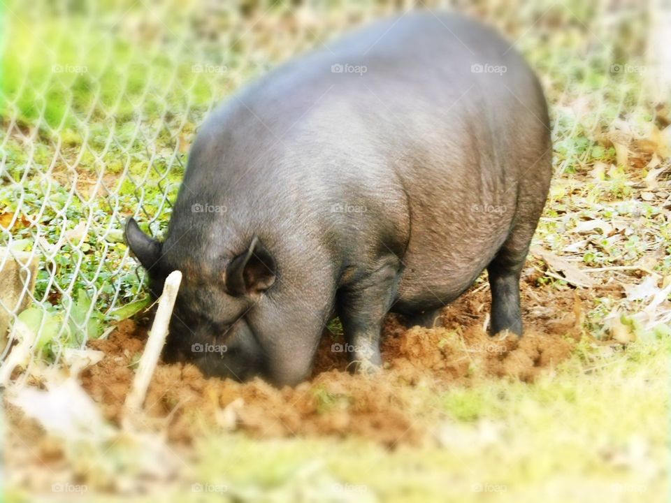 Potbelly pig love 💕